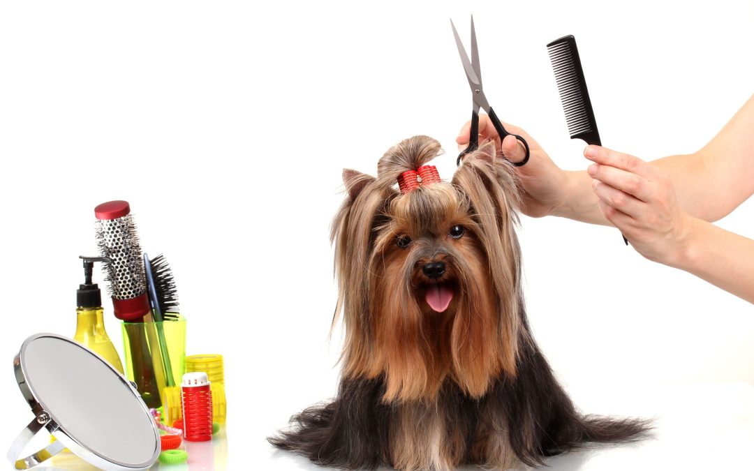 Looking for Top-tier Pet Grooming? Melbourne, Vic, Has a Great Option for You